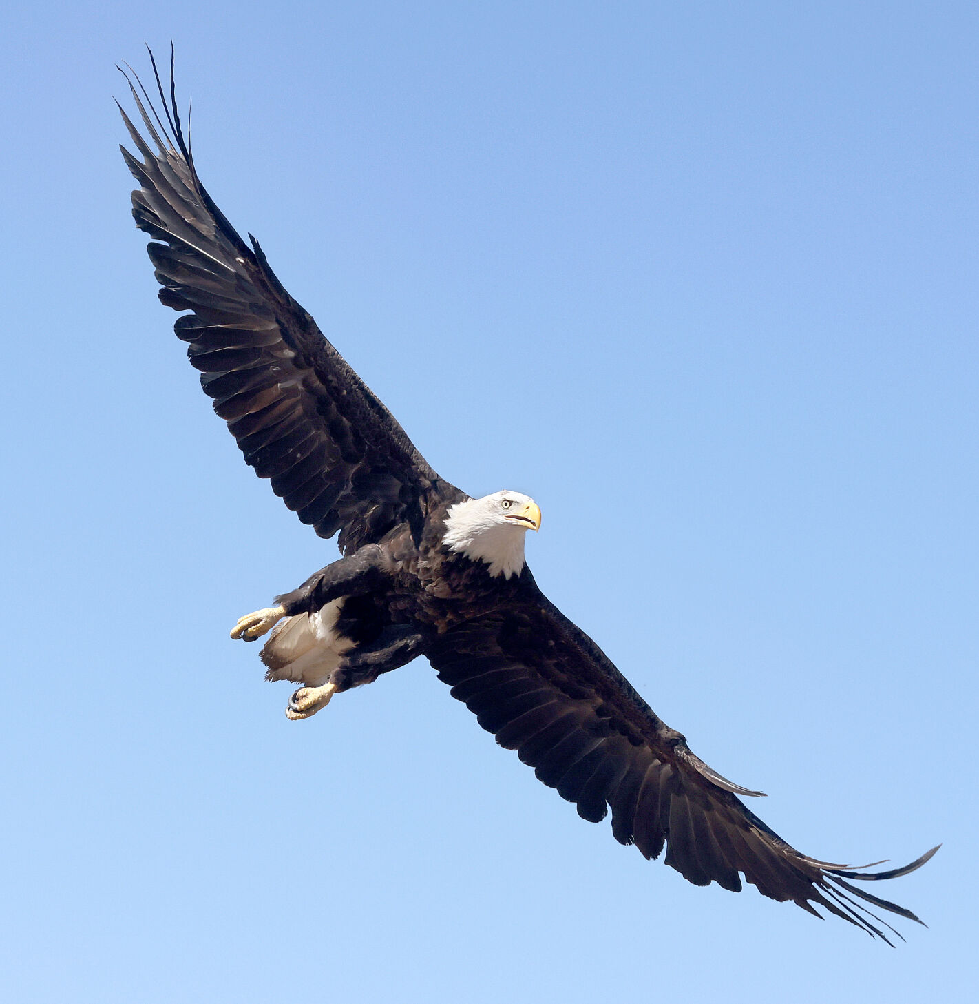 【Forestman works】Eagle touch the sky Forestman works】Eagle touch the sky Amazon.com: The