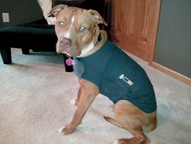 Thundershirts help ease anxiety in foster dogs Archives