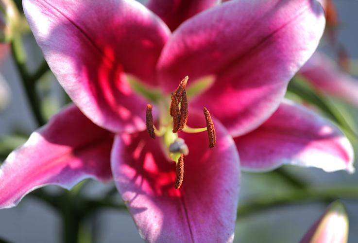 Blooming beauties Janesville man finds sweet spot growing lilies
