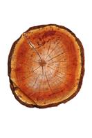Cross Section Of Cherry Tree Trunk Isolated Over White Background