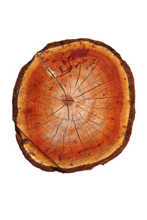 Cross Section Of Cherry Tree Trunk Isolated Over White Background Uploaded Photos Gazettextra Com