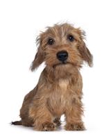 Adorable Wirehair Kanninchen Dachshund Pup, Sitting Facing Camera. Looking Straight At Lens With Dar