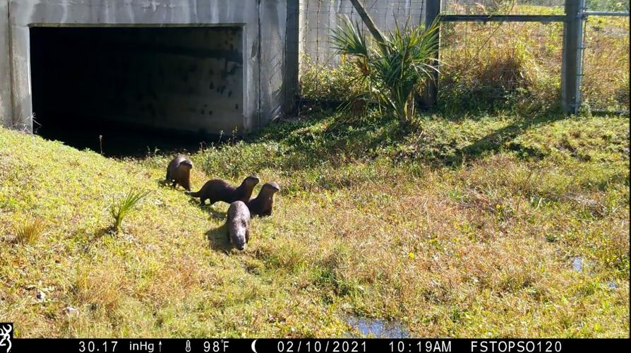 Live Wildly Releases Study to Help Florida Communities Save Millions While Building Wildlife Crossings that Protect People and Nature