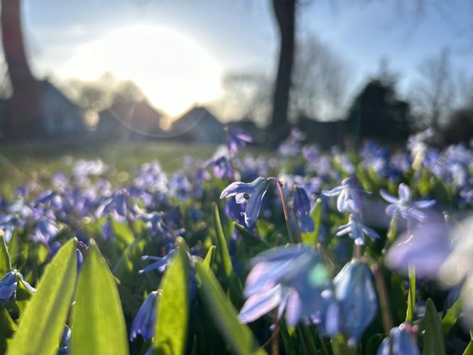 Blooming spring