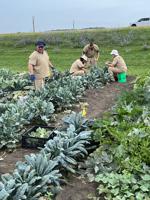 Garden growth: RECAP participants tend summer produce, forge new life paths