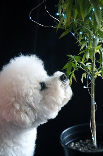 Marijuana Plant. Bichon Frise dog Sniffs a Marijuana Plant. Marijuana Plant with Christmas Lights. S