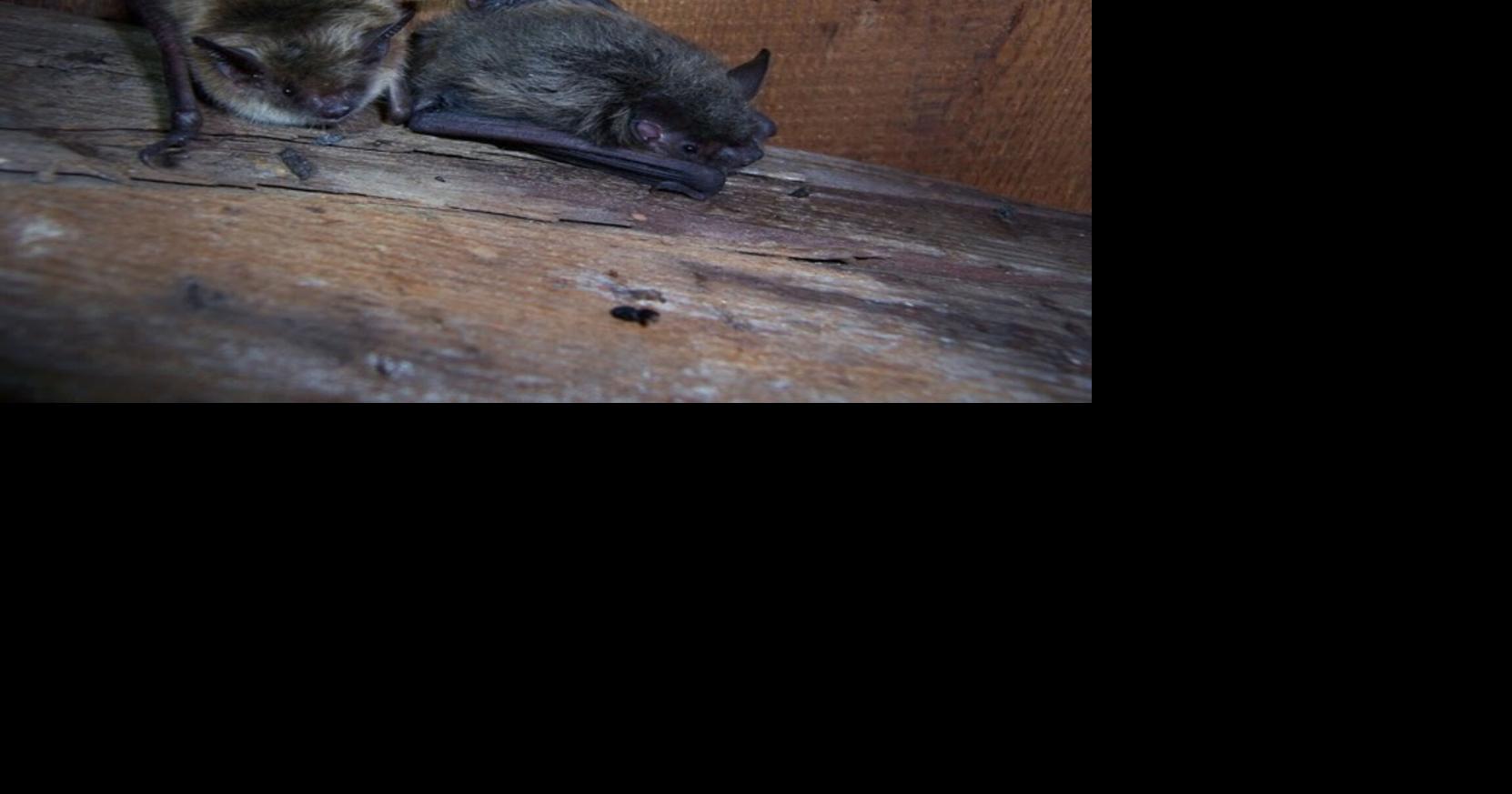 Help Wisconsin bats during international bat week