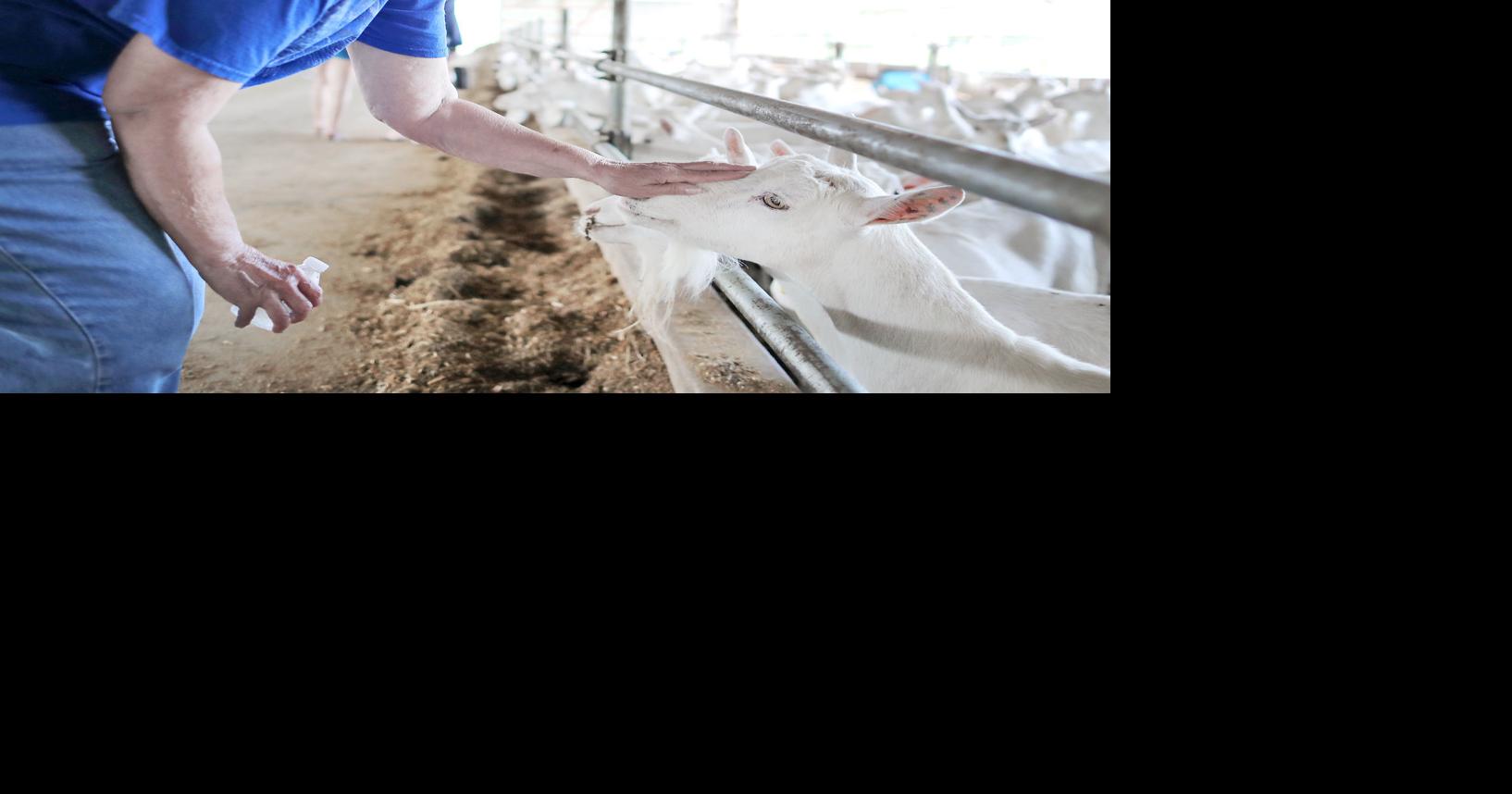 Walworth County Dairy Breakfast to showcase local dairy industry