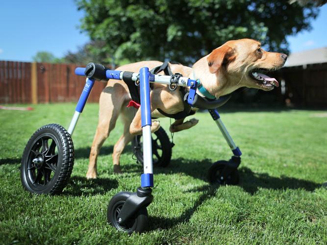 Janesville dog wins runner up in People Magazine cutest dog contest 