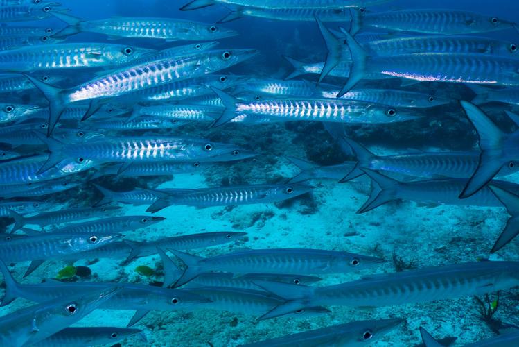 Climate Indonesia Mining