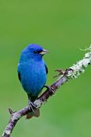 indigo bunting