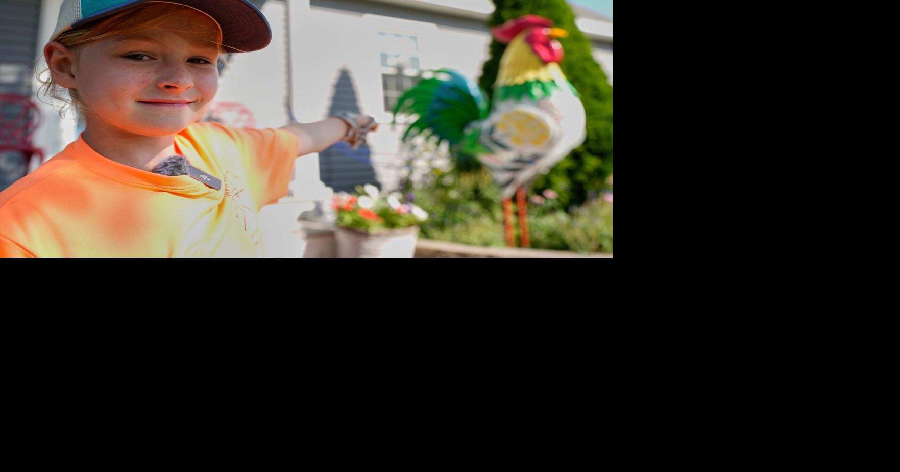Maine Chicken Fight