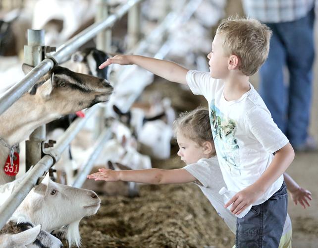 Curious goats Walworth County Dairy Breakfast visitors