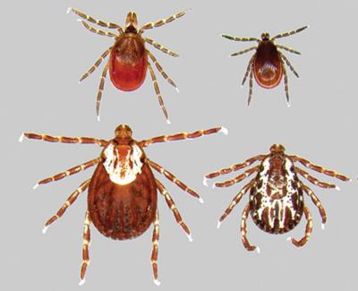 Rock County Having Average Year For Lyme Disease Cases Health Care Gazettextra Com