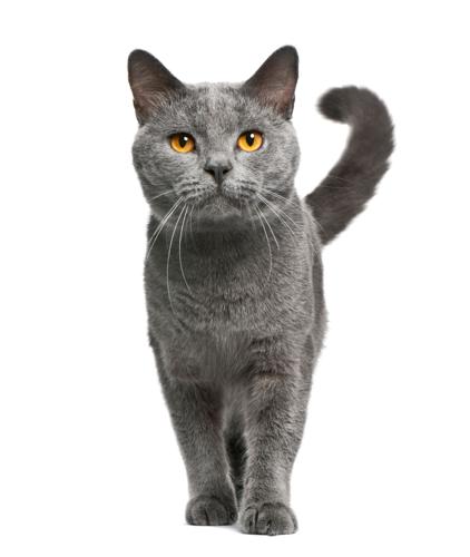 Chartreux cat, 16 months old, standing in front of white background
