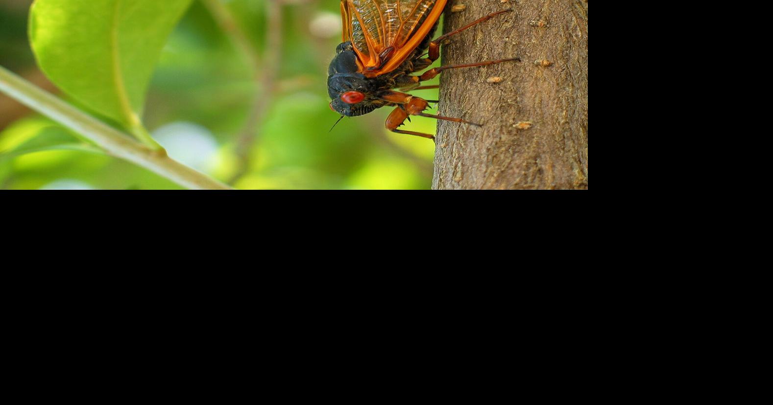 As ground warms, cicadas set to emerge in Wisconsin | Local News ...