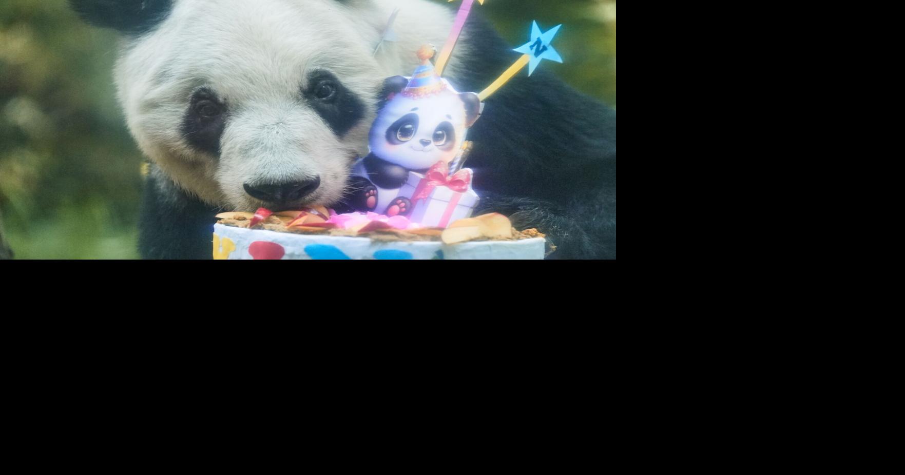 Mexico Panda Birthday