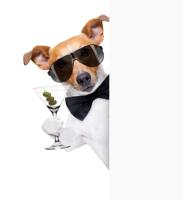 Drunk Jack Russell Dog Toasting And Drinking A Cocktail Martini Drink With Olives, Isolated On Whi