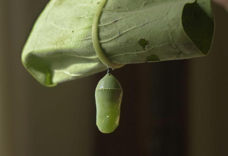 Lifting the fading monarch