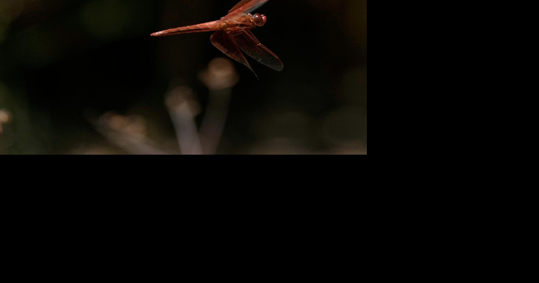 California Dragonflies