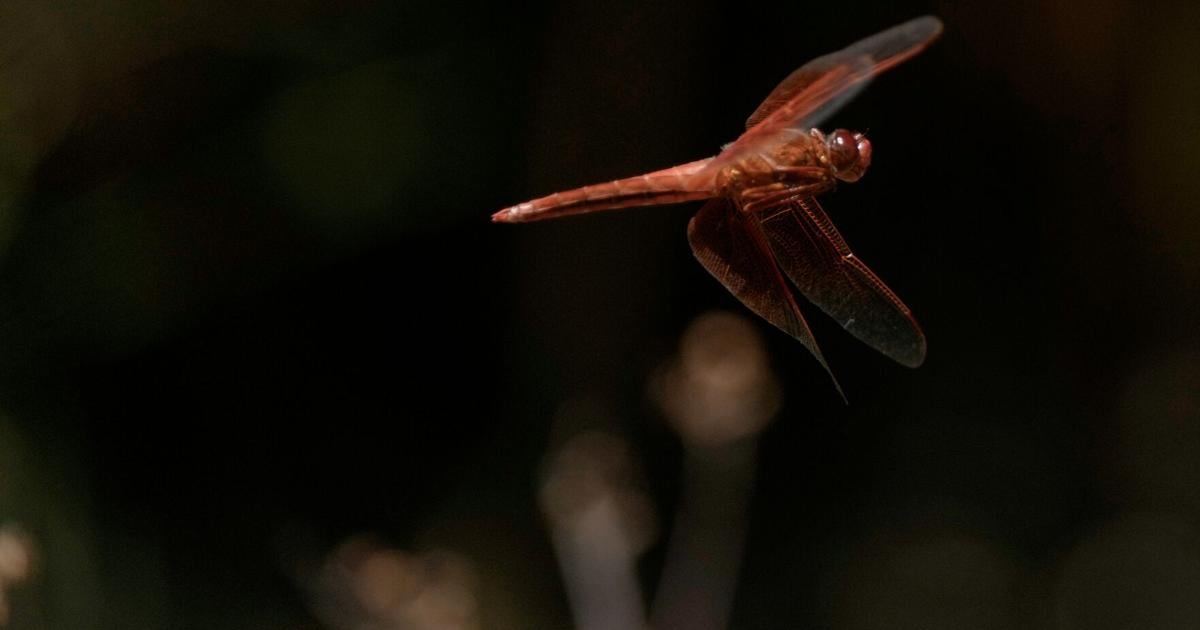 California Dragonflies