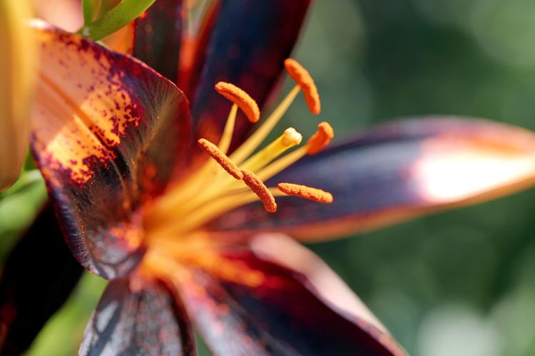 Blooming beauties Janesville man finds sweet spot growing lilies