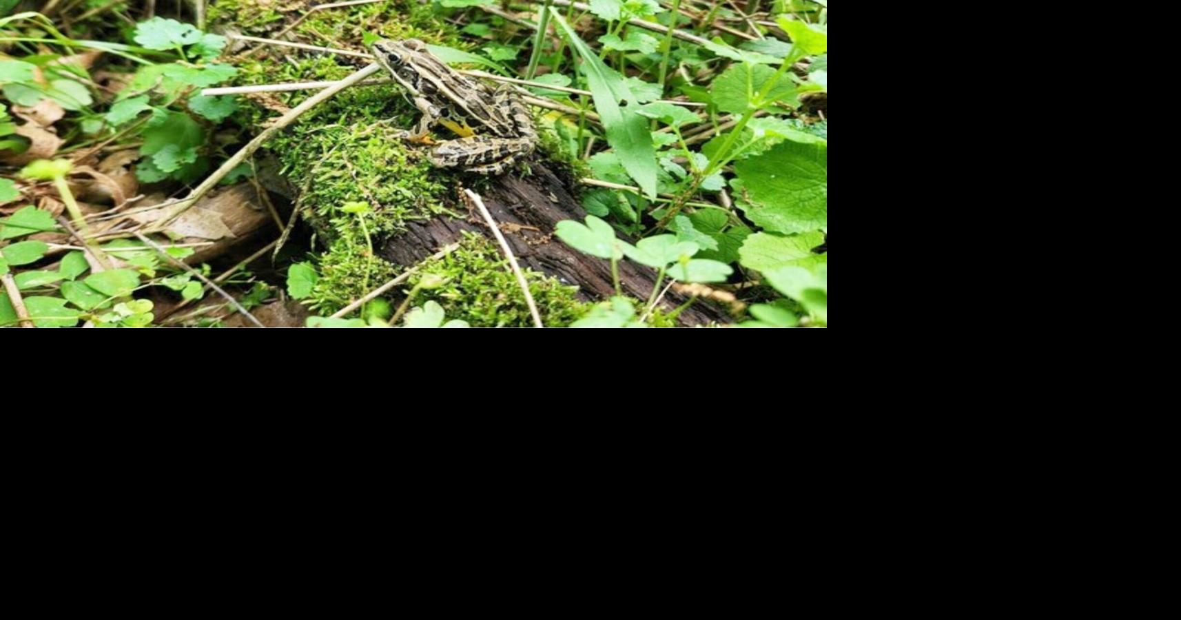 DNR seeking volunteers for frog and toad calling surveys | APG State ...