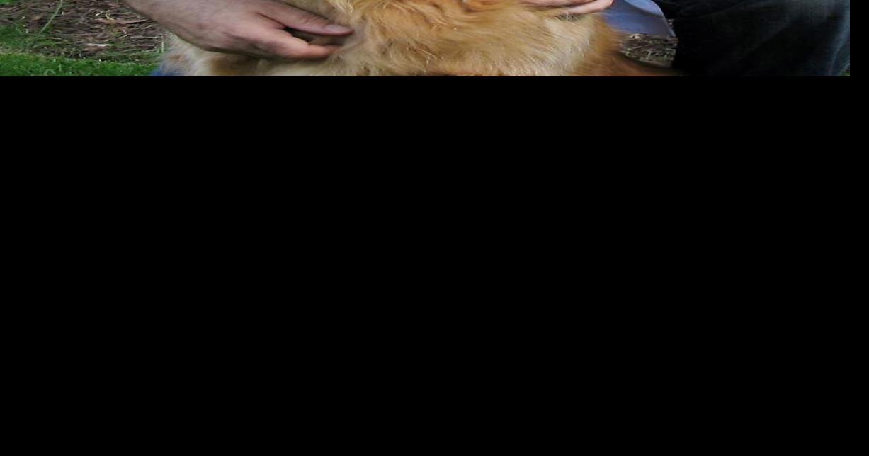 It's a dog's life: Novelist David Rosenfelt to speak at humane society ...