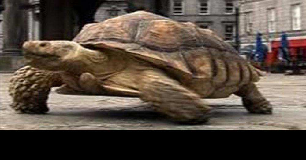 Police 40pound pet tortoise recovered in Kenosha Archives