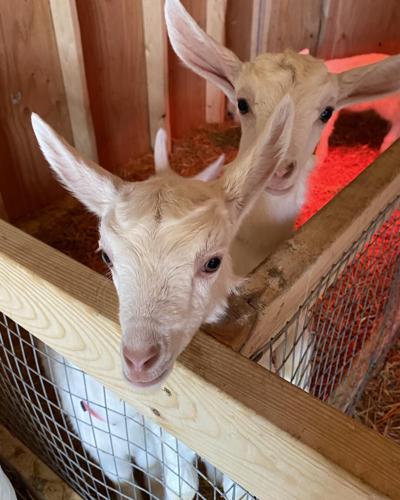 Goat Farm Goodness