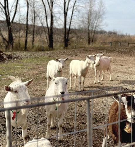 Goat Farm Goodness