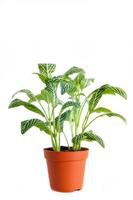 Fittonia Plant On White Background. Floral Background. Tropical Leaves, Abstract Green Leaves Textur