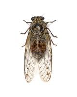 Grey Cicada, isolated on white