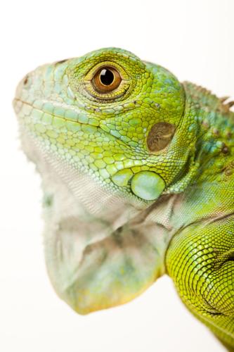 Iguana isolated on white background