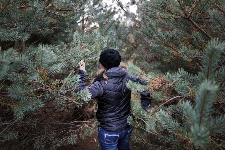 Revived Brodhead tree farm exudes hometown holiday feeling Local News