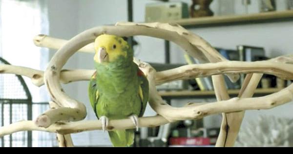 Local parrot soars back into national spotlight | Archives ...