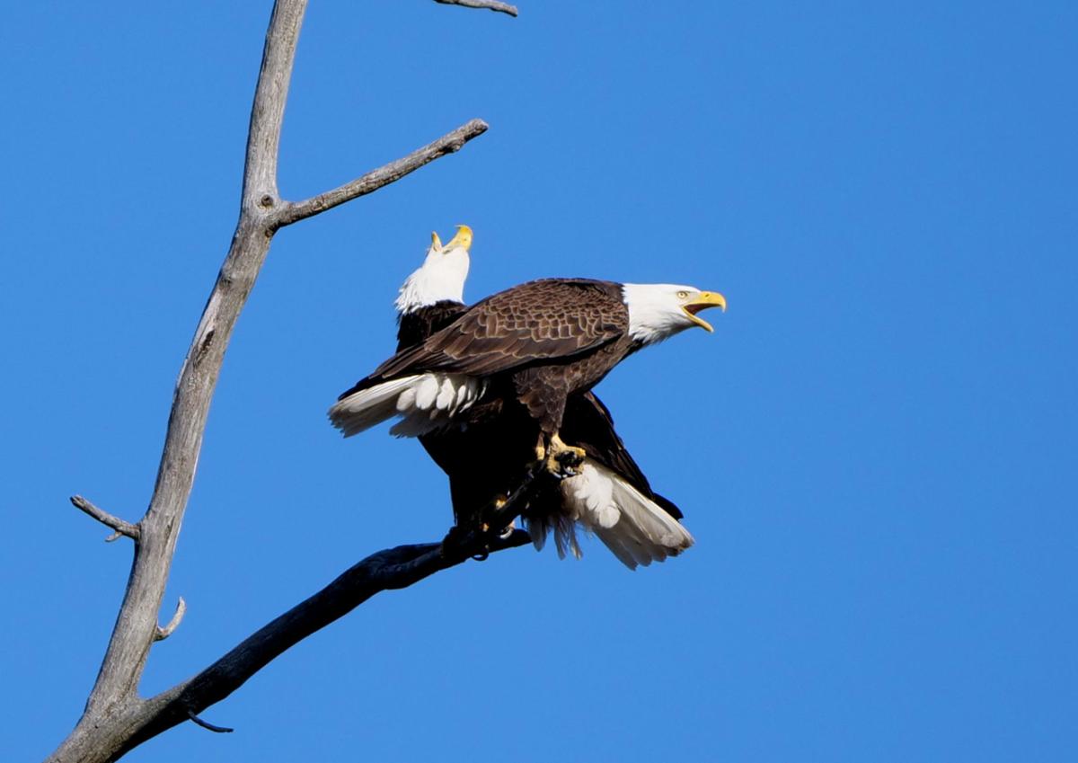 Photographer Captures Eagles At South Beloit Nest Local News
