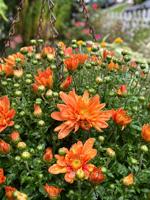 Gardening - Fall Flowers
