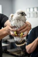 Peregrine falcon chicks banded at Bay Front Power Plant in Ashland