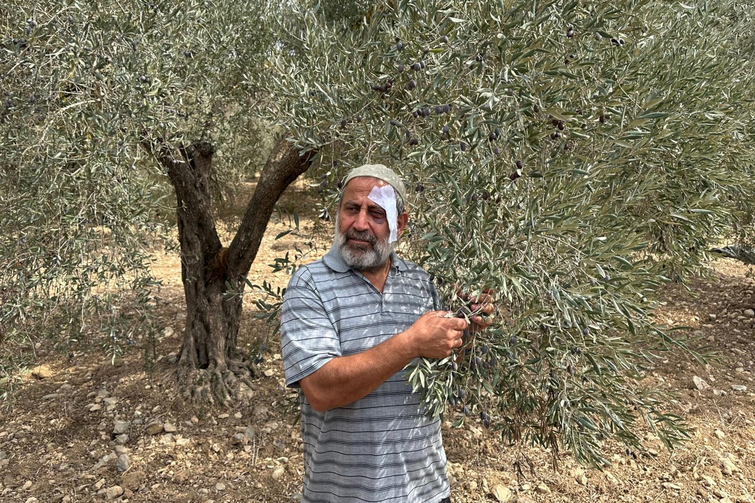 Israel-Palestinians-Olive Harvest Explainer | Nation/World ...