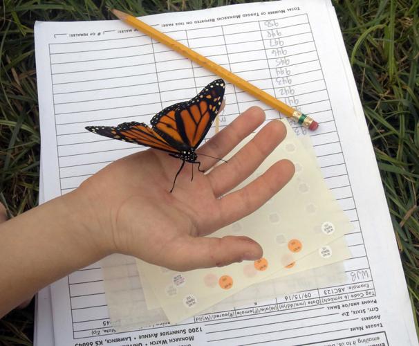 Lifting the fading monarch