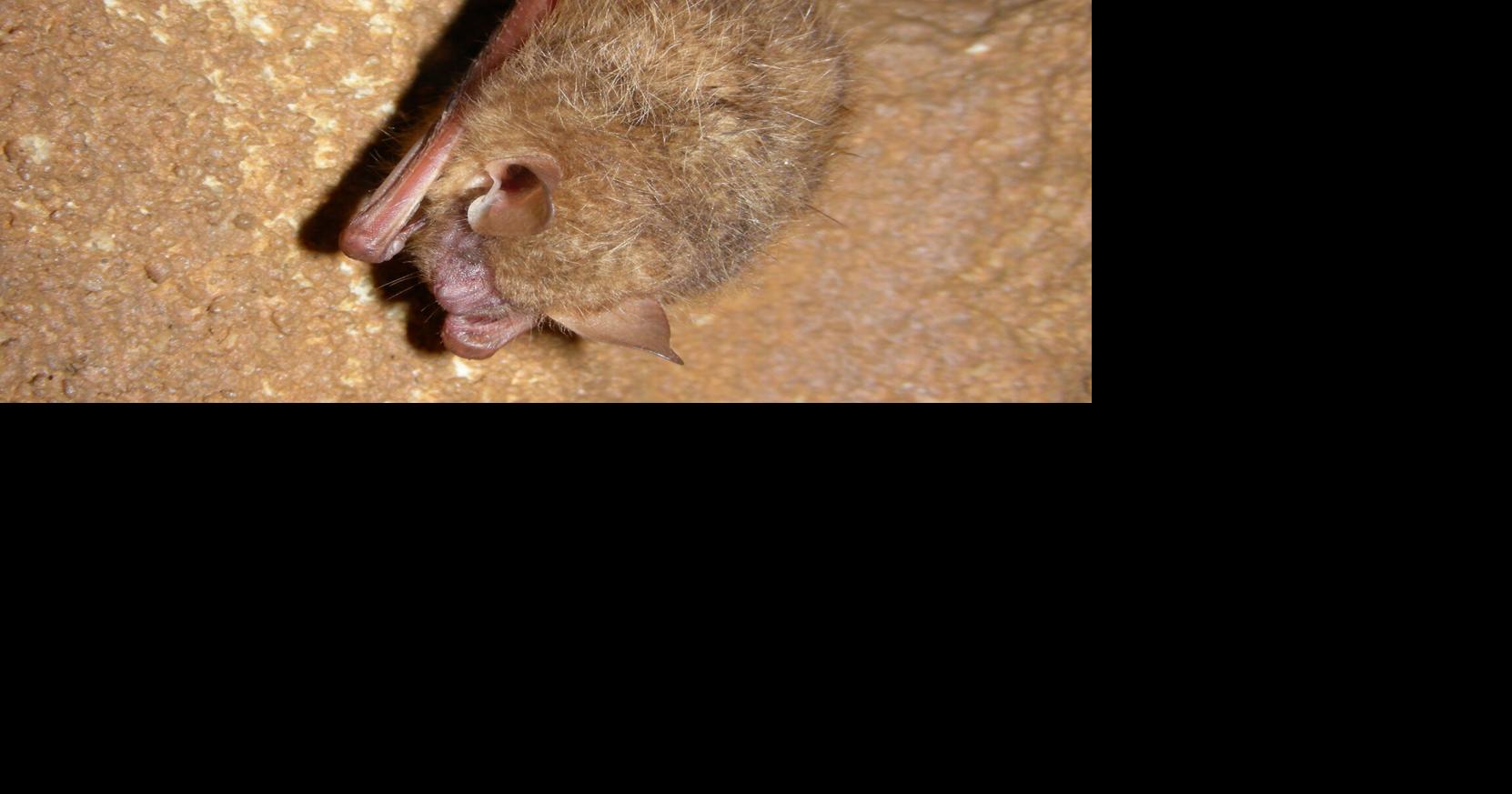 Rock County Public Health: Bat tests positive for rabies | Local News ...
