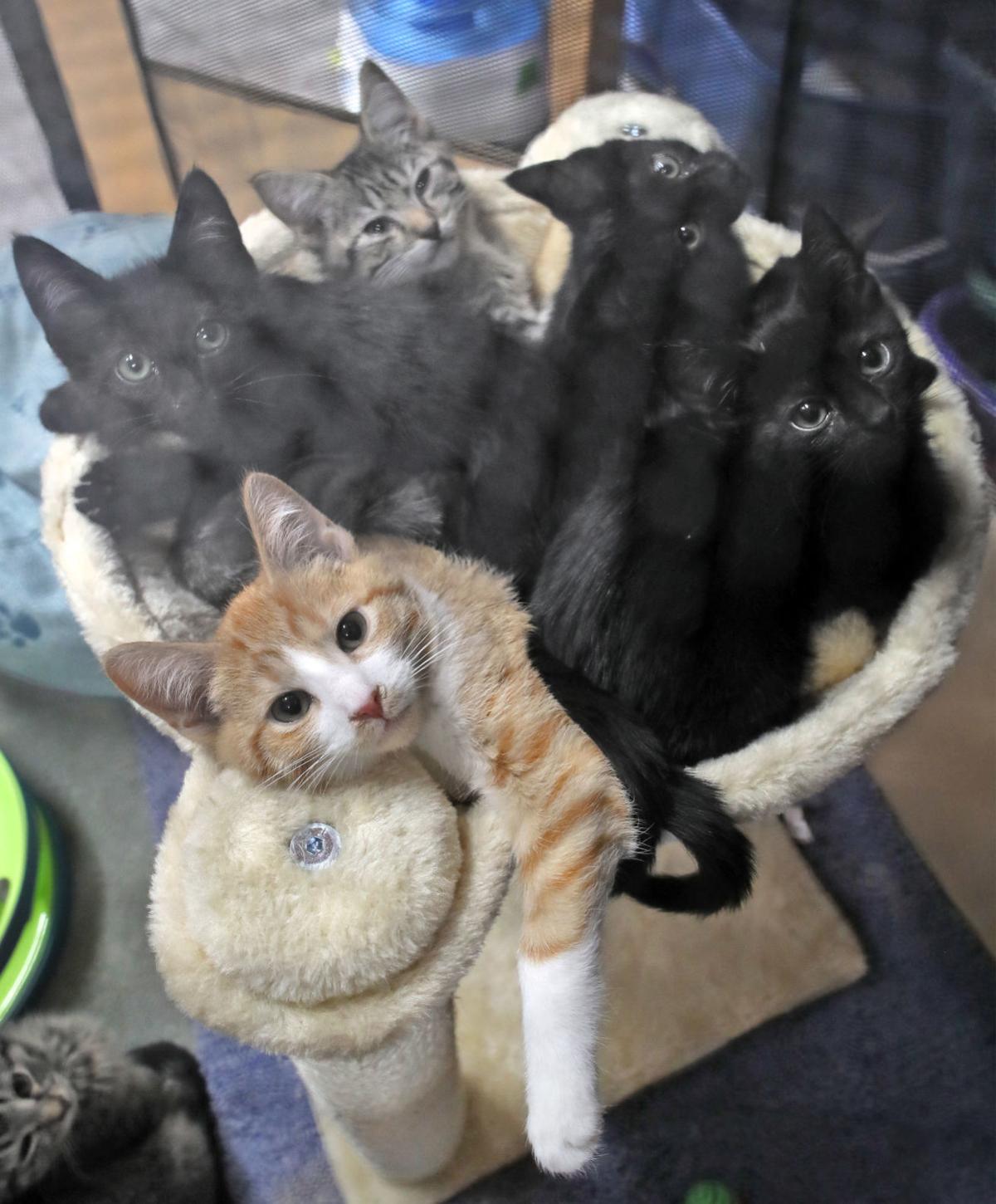 Kadlec Ranch Rescue In Business Of Saving Kittens Local News