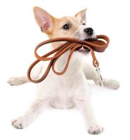 Funny little dog Jack Russell terrier with leather leash, isolated on white