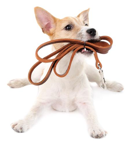 Funny little dog Jack Russell terrier with leather leash, isolated on white