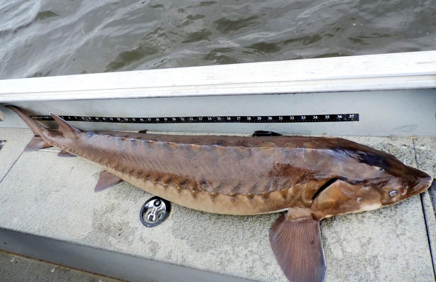 Peck Catching A Sturgeon Can Result In A Lifetime Memory Sports Gazettextra Com