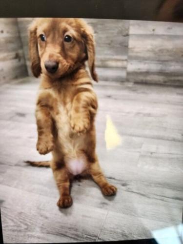 DOGNAPPING_03