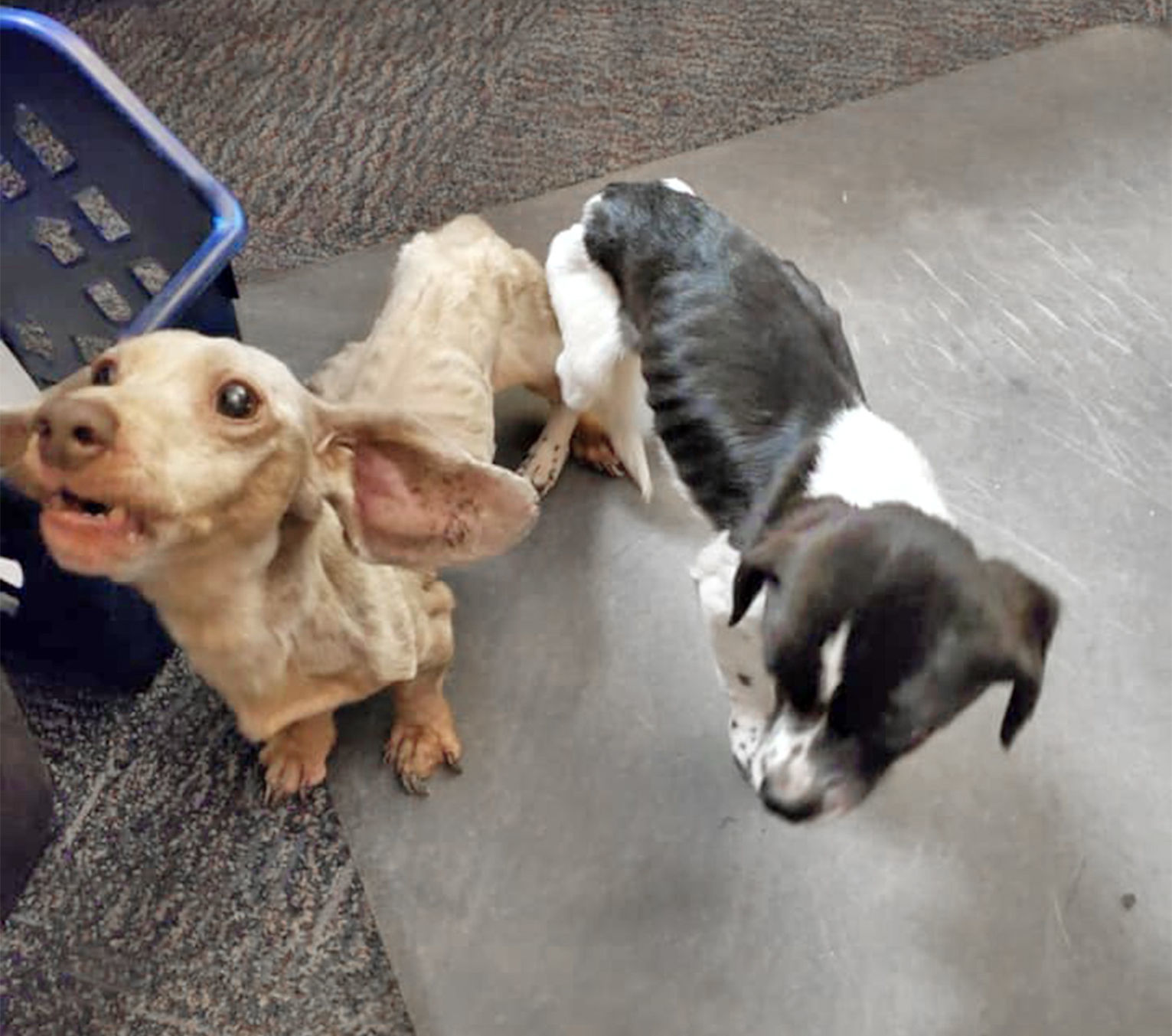 pain meds for dogs at walmart