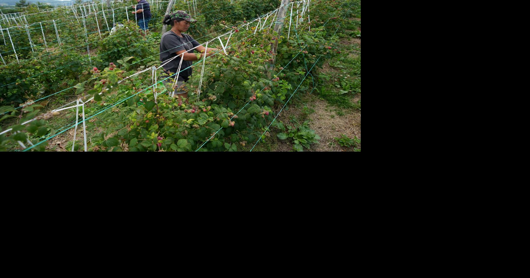 Serbia Raspberries