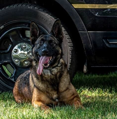 K9 Kamo